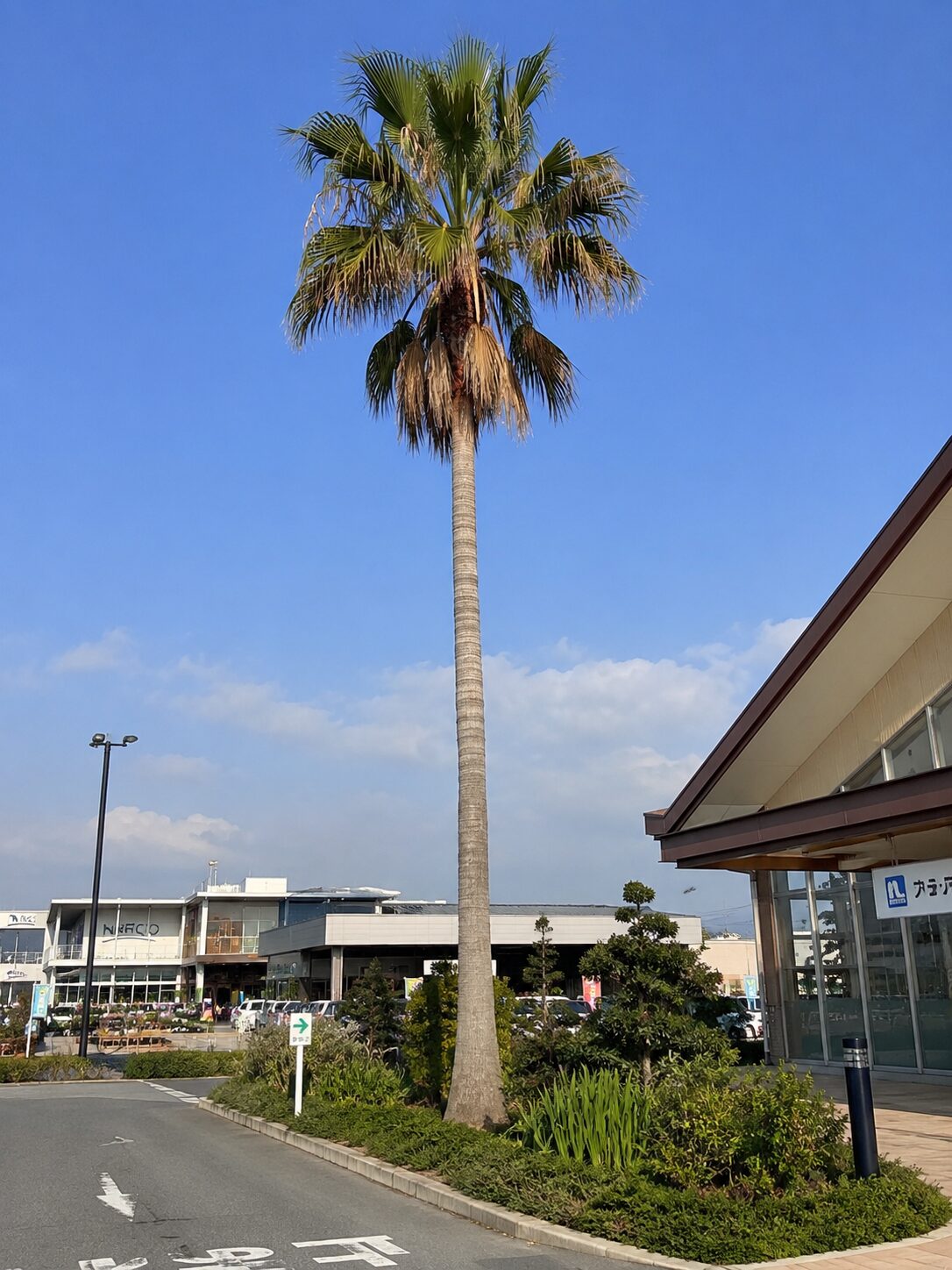 ワシントニア・ロブスタ